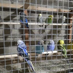 Budgies for Sale — Healthy & Beautiful!