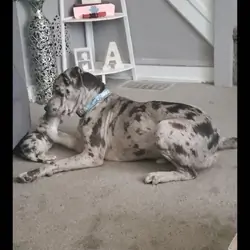 Merle cane Corso