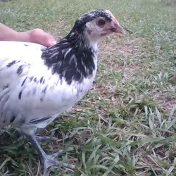 Lakenvelder Hens