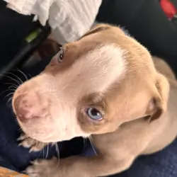 Red nose pitbull
