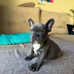 Healthy Blue Merle French Bulldog Puppies Ready