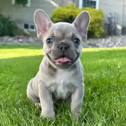 Purebred French Bulldog Puppy – Vaccinated & Ready