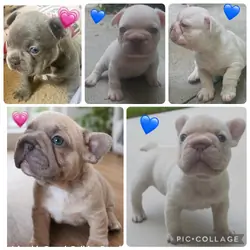 French Bulldog Puppies