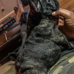 Frenchie