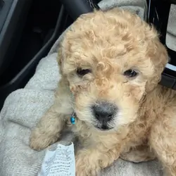 Mini poodle