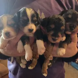 F1 Mini Aussiedoodles - Raised on our Farm