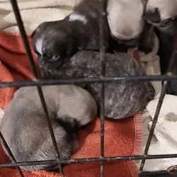 silver pug puppies