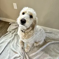 Cali and King F1 Goldendoodle