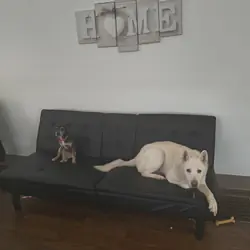 Rehoming my two dogs