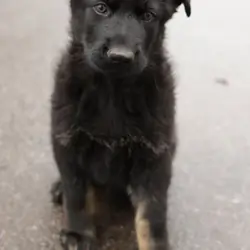German Shepherd puppy