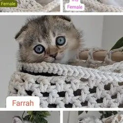 Scottish Fold/Straight Kittens