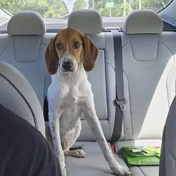 Beagle