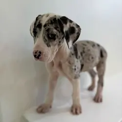 Healthy AKC Great Dane Puppies for Sale