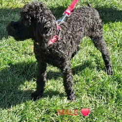 Purebred Moyen Poodles Male