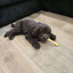F1b black goldendoodle