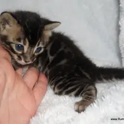 Bengal kitten Charcoal female