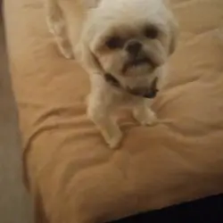 Shit tzu