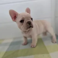 AKC Female French Bulldog Puppies! $1500