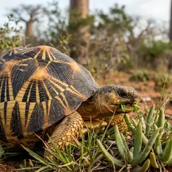 Sub-Adult Radiated Tortoise needs a new home