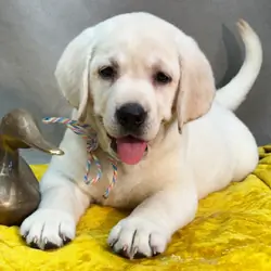 Labrador Retriever Female • 9 weeks old • Re