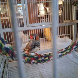 Zebra finches
