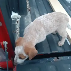 Red Heeler/Australian Cattle Dog Pups