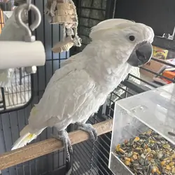 Cockatoo
