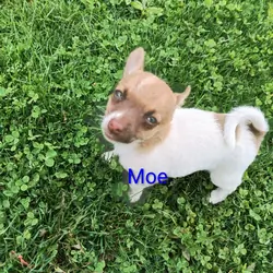 Chihuahua