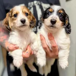 Beautiful piebald long-haired Miniature Dachshund