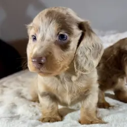 FOUR CHOCOLATE DAPPLES AND CHOCOLATE PUPPIES