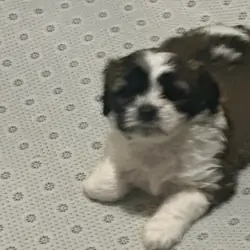 Shichon puppies