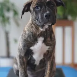 pit mix pups (bandog)
