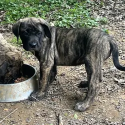 Female Cane Corso