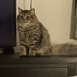 Persian mix kittens
