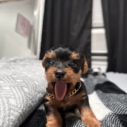 Mini Yorkie