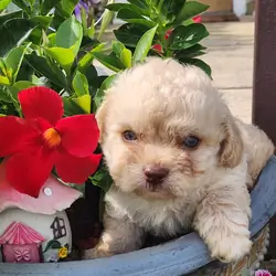 Maltipoo (male) 🐶