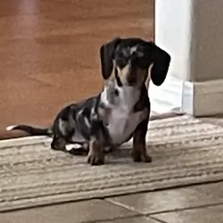 Mini Blue Merle Dachshund puppy