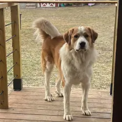 1.5-2 YO Great Pyrenees