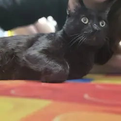 🐾 WANTED: A Human Servant for a Professional Meow