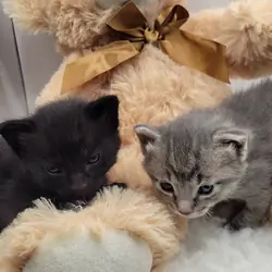 Kittens