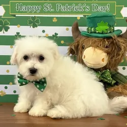 Bichon Frise Puppies