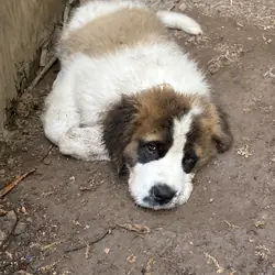 St.Bernard puppies
