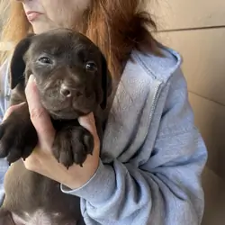 Purebred chocolate labs