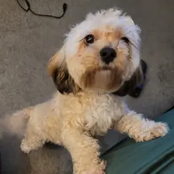 Maltipoo