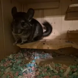 Chinchilla