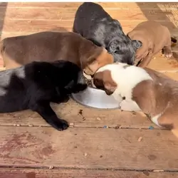 Mixed Breed Puppies