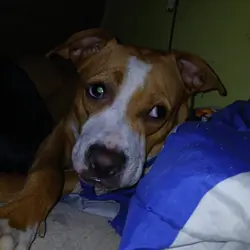 Pit lab mix