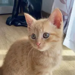 Cute❤️kitten