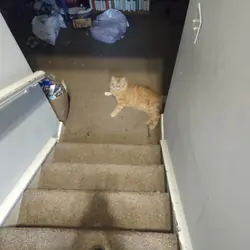 Orange Cat
