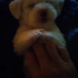 Havapoo Maltese puppies